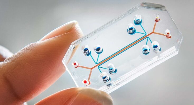 Organ-On-Chip Market