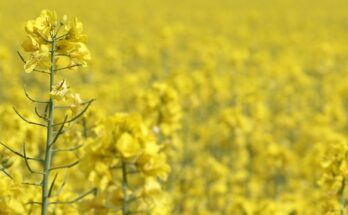 Genetically Modified Crops