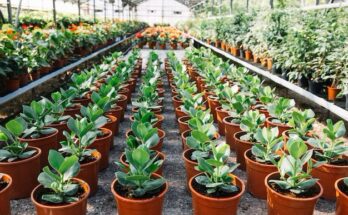 Plant Breeding And CRISPR Plants Market Growth