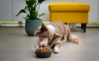 United States Pet Food Market