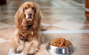 Dog And Cat Food Global Market