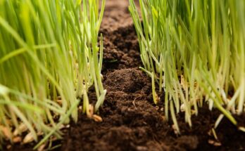 Green Manure Market