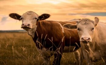 Global Livestock Insurance Market