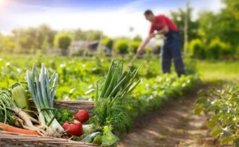 Organic Feed Market