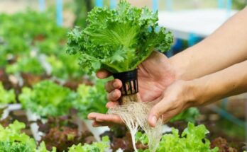 Saudi Arabia Hydroponics Market stood at USD 48.32 Million in 2023 & will grow with a CAGR of 7.41% through 2029. Sample Reports.