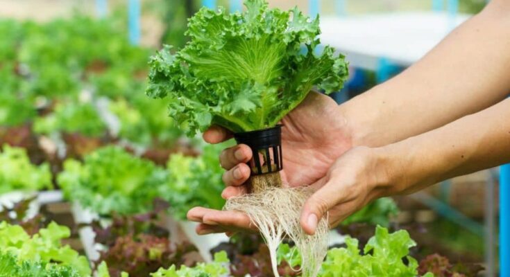 Saudi Arabia Hydroponics Market stood at USD 48.32 Million in 2023 & will grow with a CAGR of 7.41% through 2029. Sample Reports.