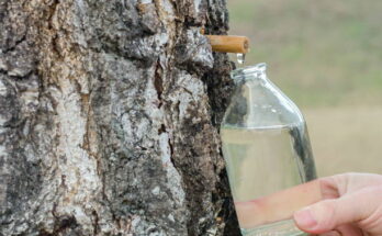 Birch Water Global Market