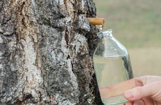 Birch Water Global Market