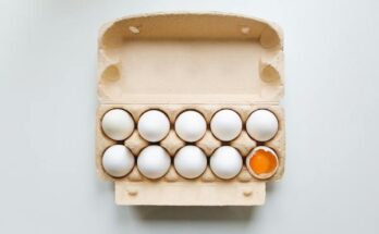 Egg Tray