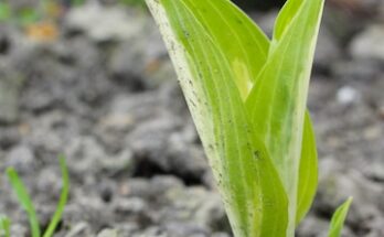 Food Crops Grown Under Cover Market