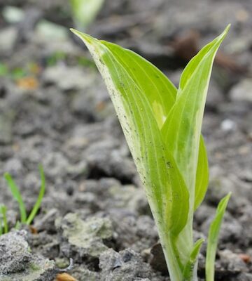 Food Crops Grown Under Cover Market