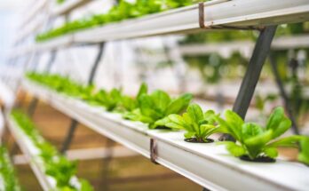 Global Aquaponics Market