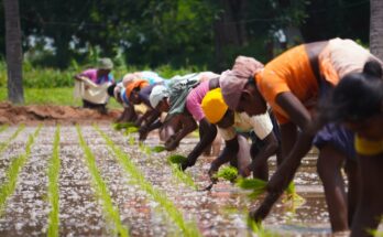 Global Crowd Farming Market