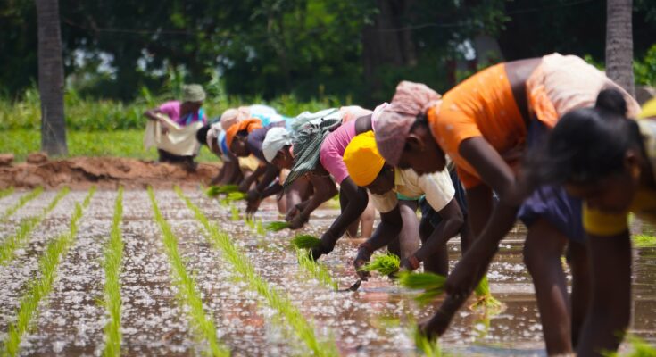 Global Crowd Farming Market