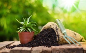 Global Organic Fertilizer Market