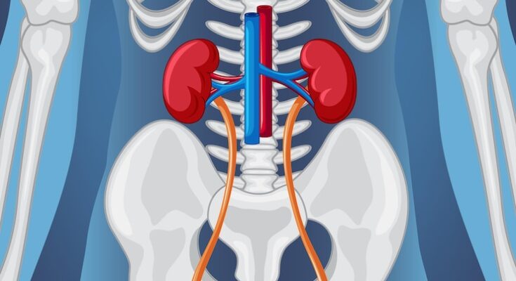 Urinary Drainage Bags Market