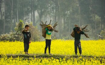 Rapeseed Oil Market