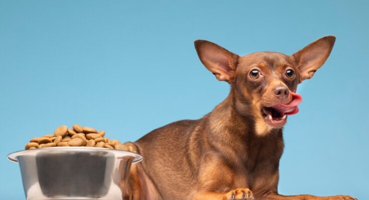 Dog Food Market Research Analysis