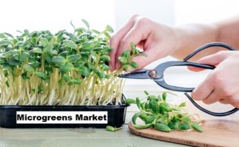 Global Microgreens Market