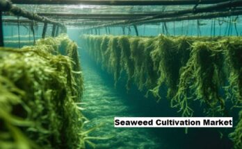 Global Seaweed Cultivation Market