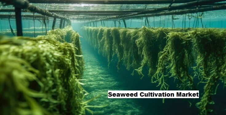 Global Seaweed Cultivation Market