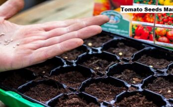 Global Tomato Seeds Market