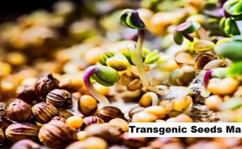 Global Transgenic Seeds Market