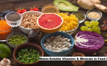 Global Water-Soluble Vitamins & Minerals in Feed Market