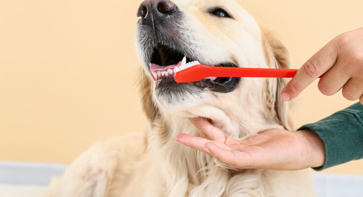 Pet Toothpaste Market