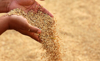 Rice Seeds Market