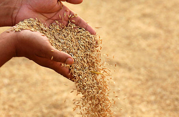 Rice Seeds Market