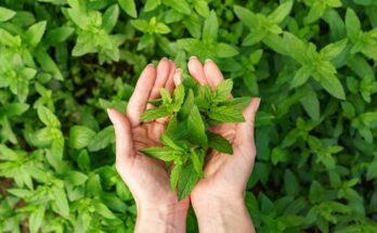 Stevia Market