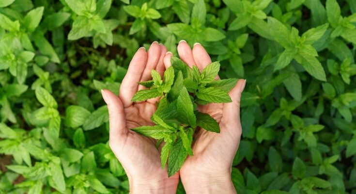 Stevia Market