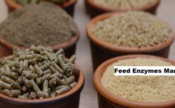 Global Feed Enzymes Market