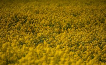 Oilseeds