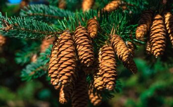 Pine-Derived Chemicals Market