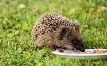 Small Mammal And Reptile Food Market