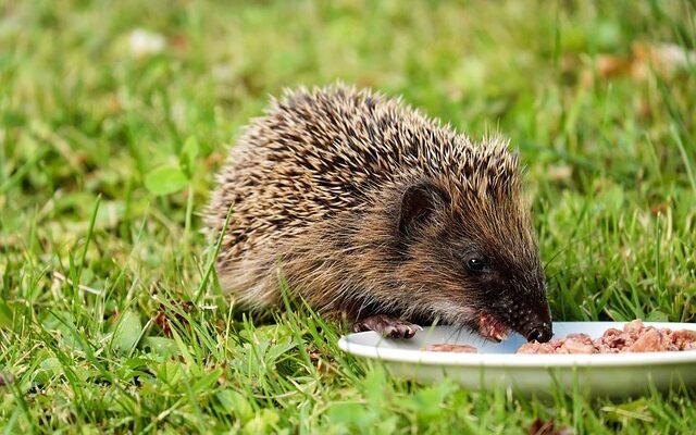 Small Mammal And Reptile Food Market