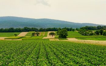 Agriculture Market