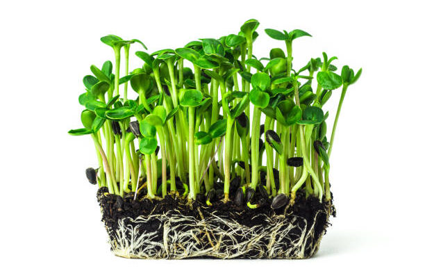 Microgreens Market